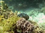 Korallen und Muschel